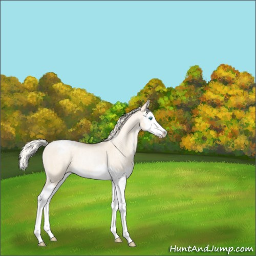 Horse Color:Silver Smoky Grullo Ice Roan Pearl Splash Appaloosa 