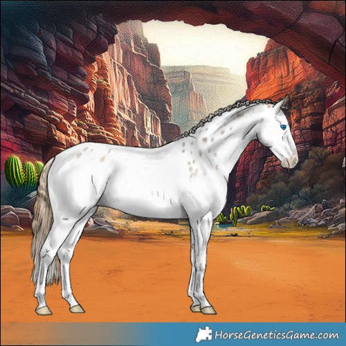 Horse Color:Buckskin Ice Roan Splash Appaloosa 