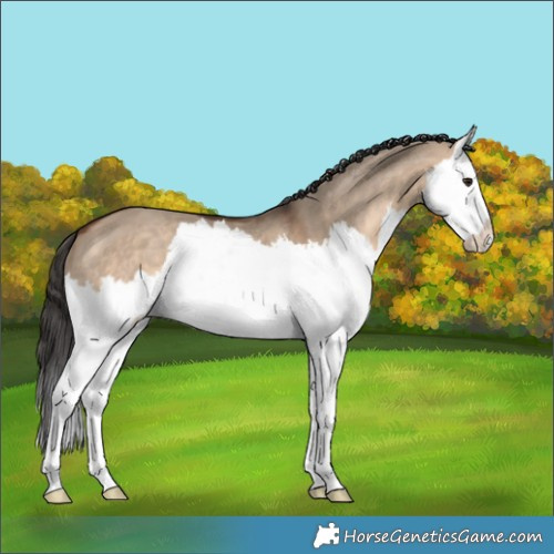 Horse Color:Brown Dun Splash 