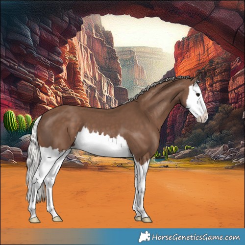 Horse Color:Silver Black Splash 