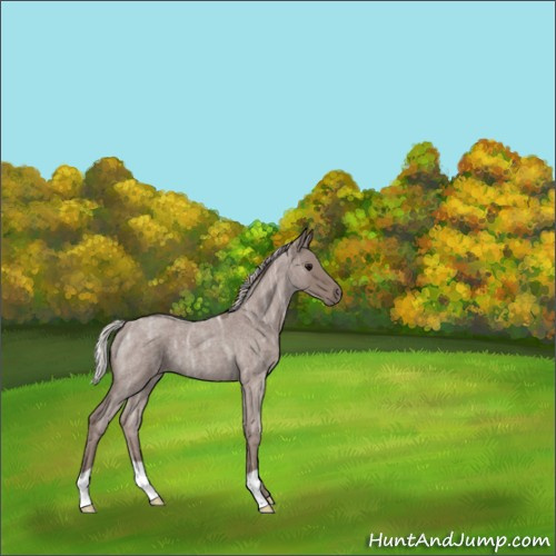 Horse Color:Silver Blue Ice Roan 