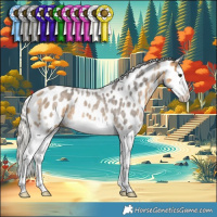 Horse Color:Silver Buckskin Ice Roan Splash Appaloosa 