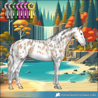 Horse Color:Silver Buckskin Ice Roan Splash Appaloosa