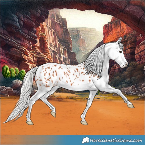 Horse Color:Silver Bay Splash Appaloosa 