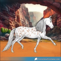 Horse Color:Silver Bay Splash Appaloosa 