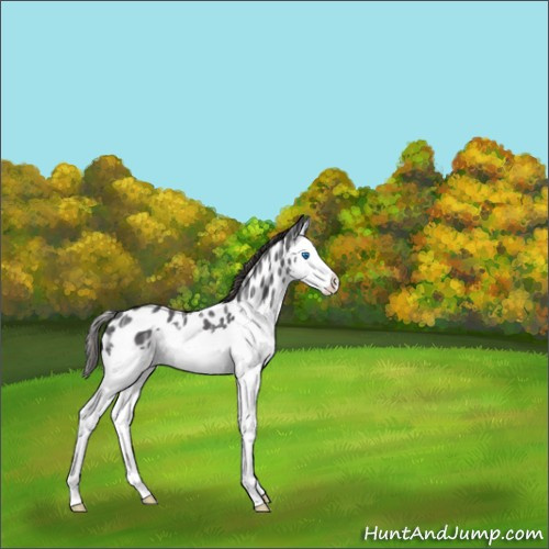 Horse Color:Smoky Black Ice Splash Appaloosa 