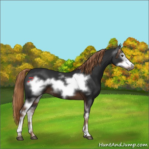 Horse Color:Gray White Spotted Liver Chestnut Frame 