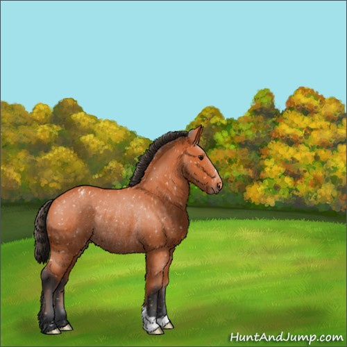 Horse Color:Bay Appaloosa Rabicano 