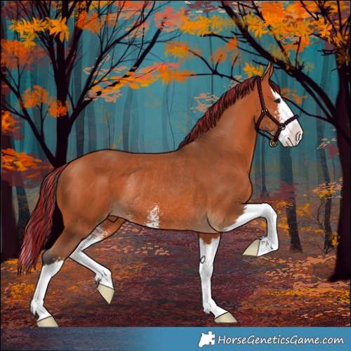 Horse Color:Painted Bay Sabino Splash Rabicano 