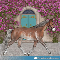 Horse Color:Silver Bay Sabino Rabicano 