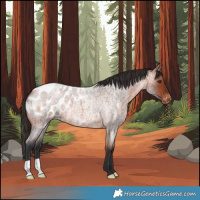 Horse Color:Bay Roan Appaloosa 