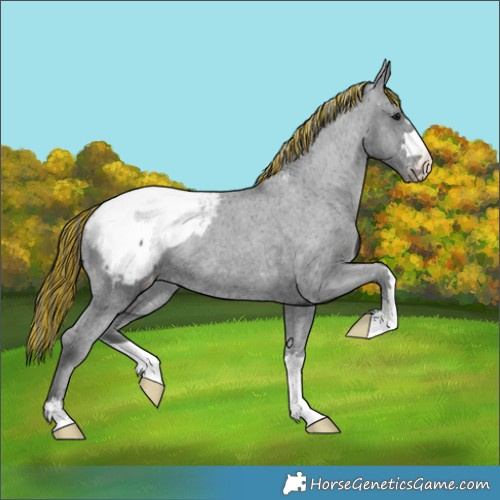 Horse Color:Painted Black Appaloosa Rabicano 