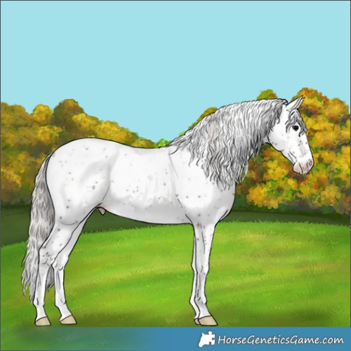 Horse Color:Silver Blue Onyx Sabino Rabicano 
