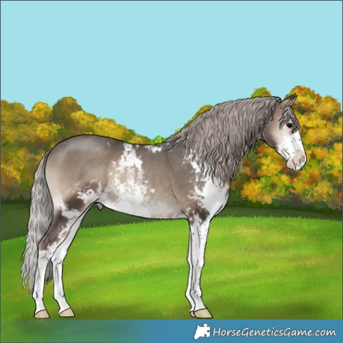 Horse Color:Silver Blue Onyx Sabino Rabicano