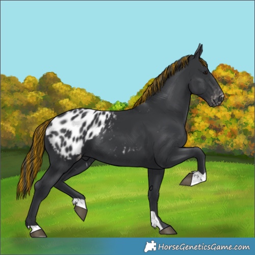 Horse Color:Painted Black Appaloosa 