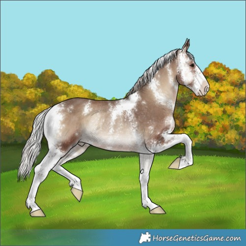 Horse Color:Silver Blue Onyx Sabino Rabicano 