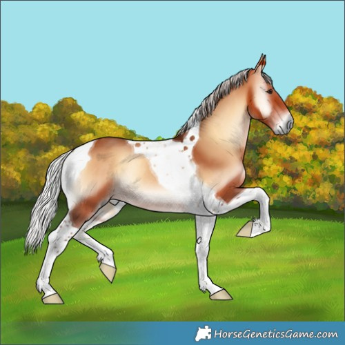 Horse Color:Silver Bay Onyx Tobiano Rabicano 