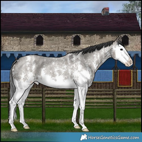 Horse Color:Grullo Roan Sabino Splash 