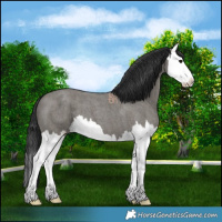 Horse Color:Grullo Roan Splash 