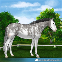 Horse Color:Grullo Sabino Splash 