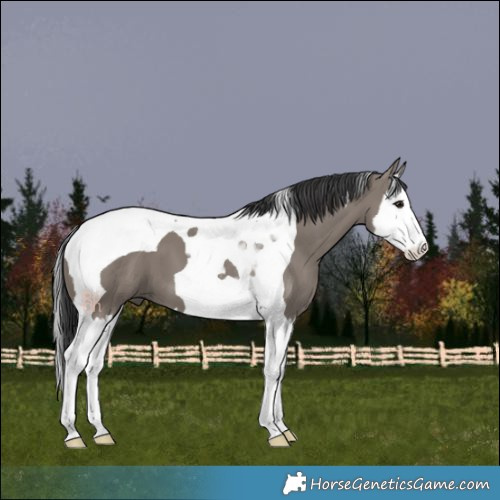 Horse Color:Grullo Splash Tobiano 