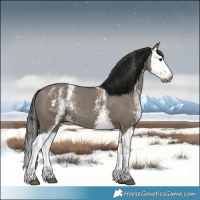 Horse Color:Gray White Spotted Grullo Splash