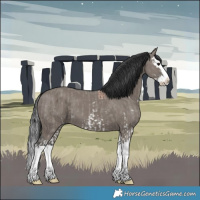 Horse Color:Grullo Sabino Splash and Grullo Splash