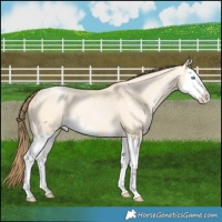 Horse Color:Buckskin Pearl Dun Splash 
