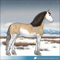 Horse Color:Buckskin Roan Dun Splash