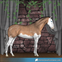 Horse Color:Bay Dun Splash 