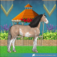 Horse Color:Bay Dun Sabino Splash