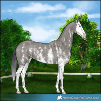 Horse Color:Grullo Sabino Splash 