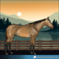 Horse Color:Gray Buckskin Dun
