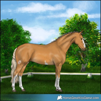 Horse Color:White Spotted Palomino 