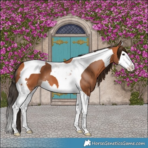 Horse Color:Bay Splash Tobiano 