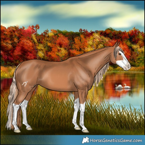 Horse Color:Chestnut Splash 