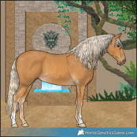 Horse Color:Palomino 