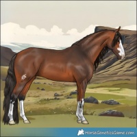 Horse Color:Bay 