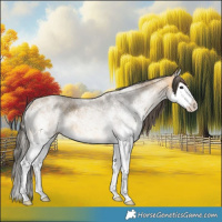 Horse Color:White Spotted Buckskin Splash 