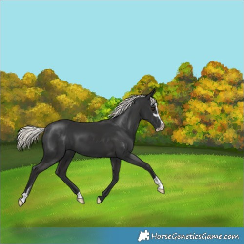 Horse Color:Liver Chestnut Mushroom Sabino 