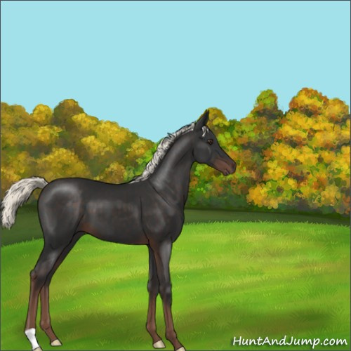 Horse Color:Liver Chestnut Mushroom 