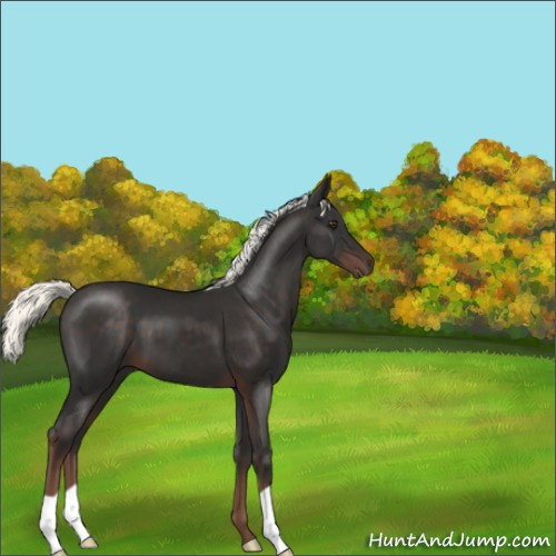 Horse Color:Liver Chestnut Mushroom 