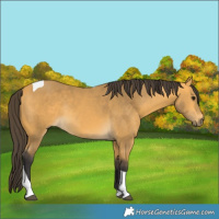 Horse Color:Buckskin Tobiano Rabicano 