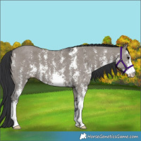 Horse Color:Grullo Sabino 