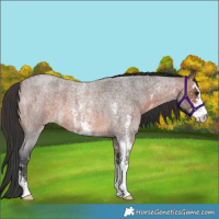Horse Color:Brown Roan Sabino 