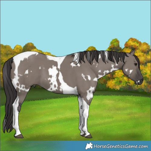 Horse Color:White Spotted Smoky Grullo Tobiano 