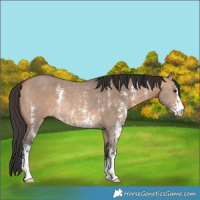 Horse Color:Bay Dun Sabino Rabicano 