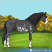 Horse Color:Black Sabino