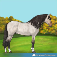 Horse Color:Brown Roan Dun Tobiano Rabicano