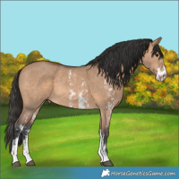 Horse Color:Bay Dun Sabino Rabicano